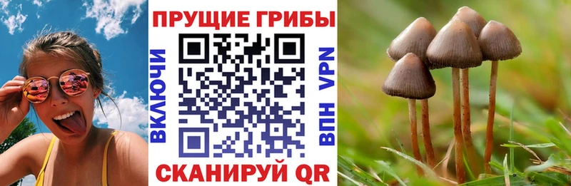 как найти закладки  Новозыбков  Галлюциногенные грибы Psilocybe 